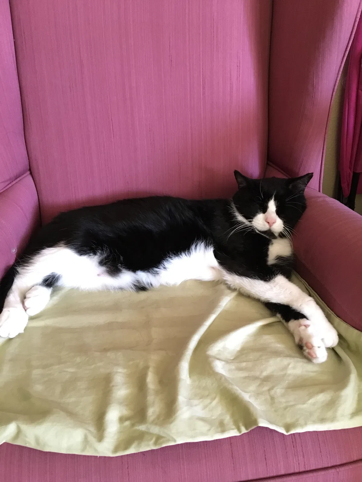 Lost cat in Loveland, CO, 80538