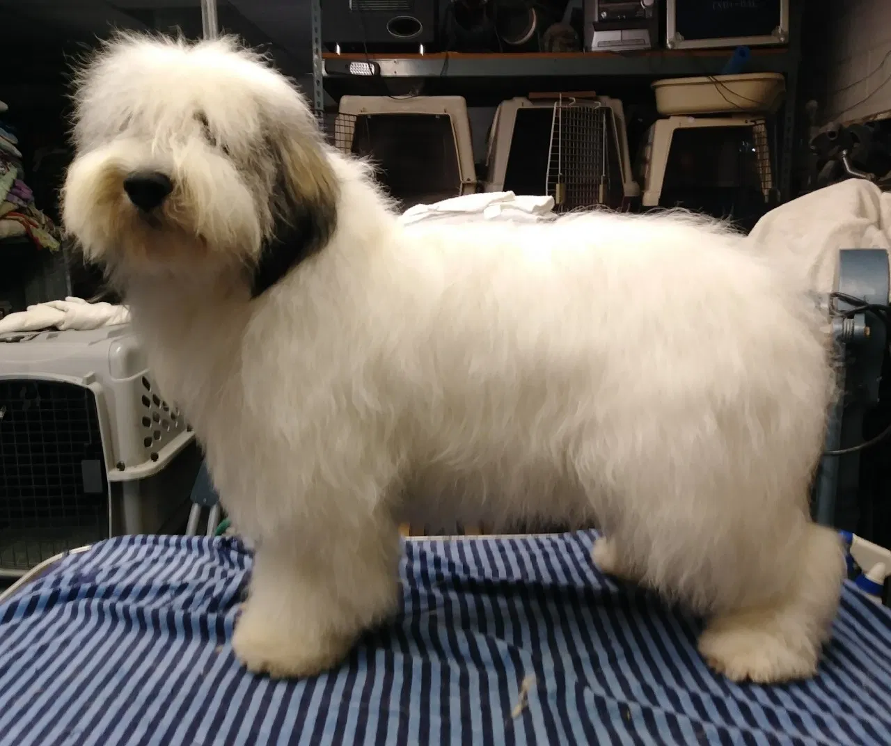 Lost dog in Firebaugh, CA, 93622