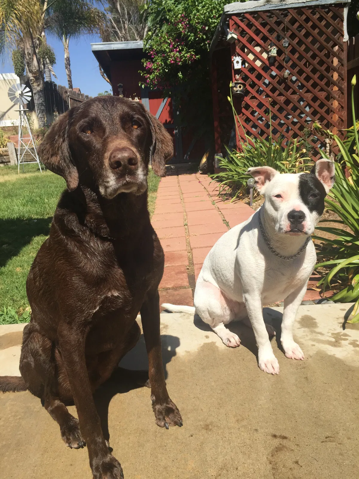 Lost dog in Moreno Valley, CA, 92553