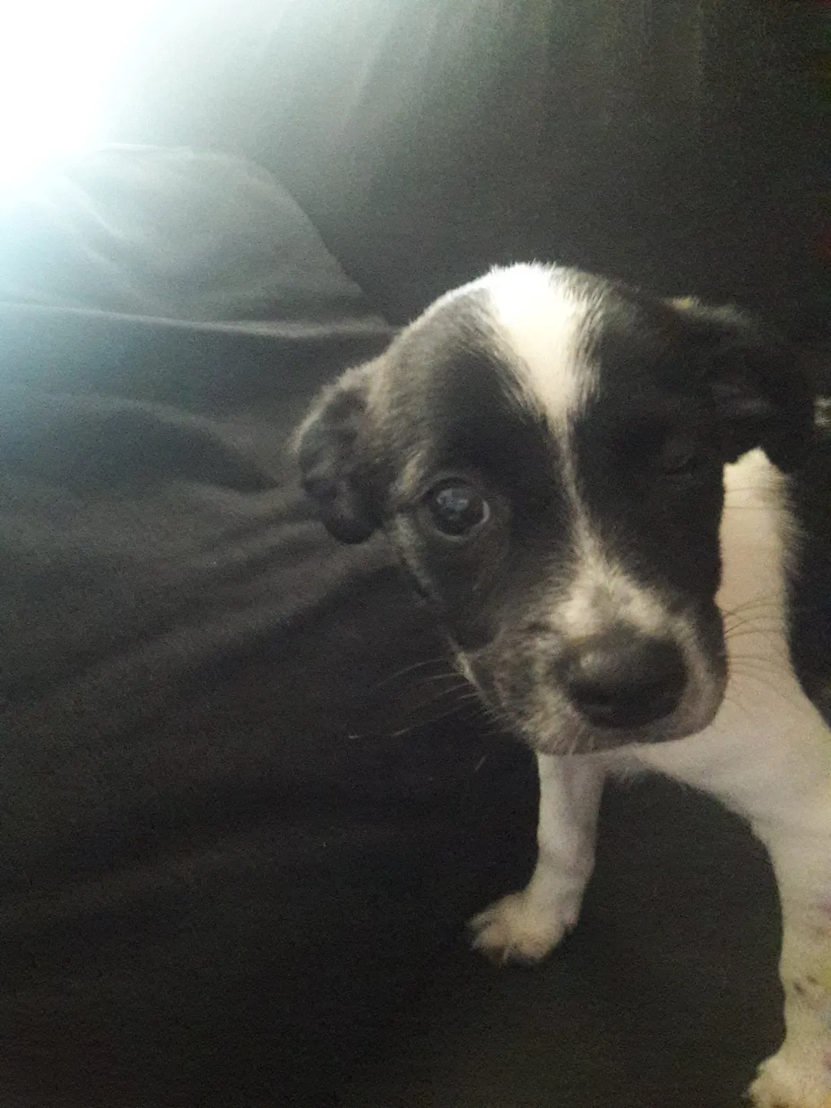 Lost dog in Fontana, CA, 92336
