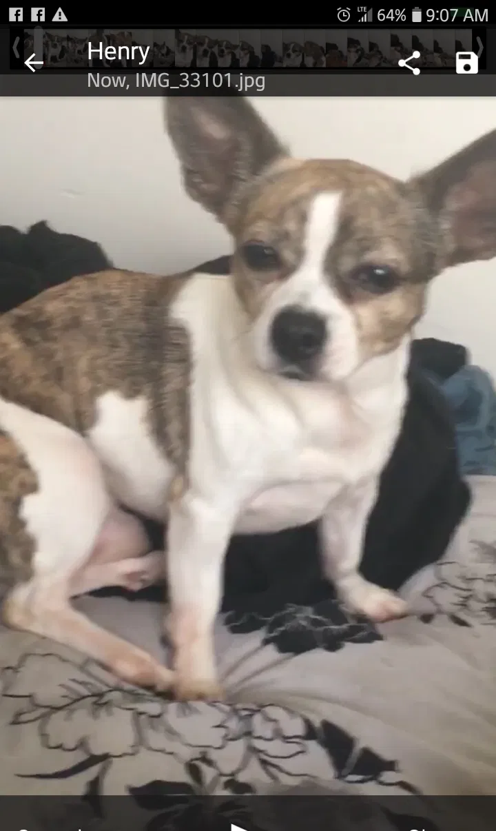 Lost dog in Columbia, SC, 29203