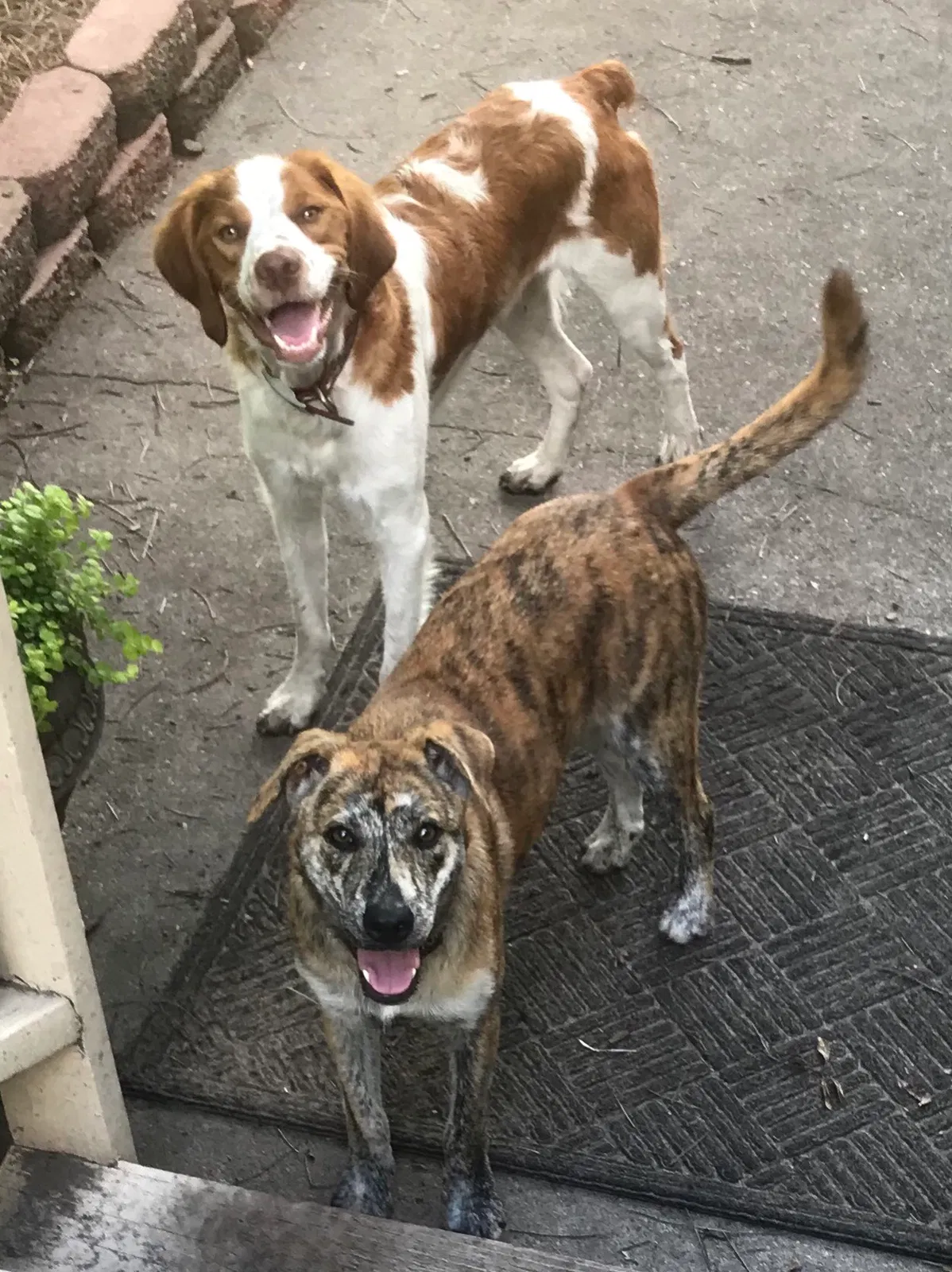 Lost dog in Wilmington, NC, 28409
