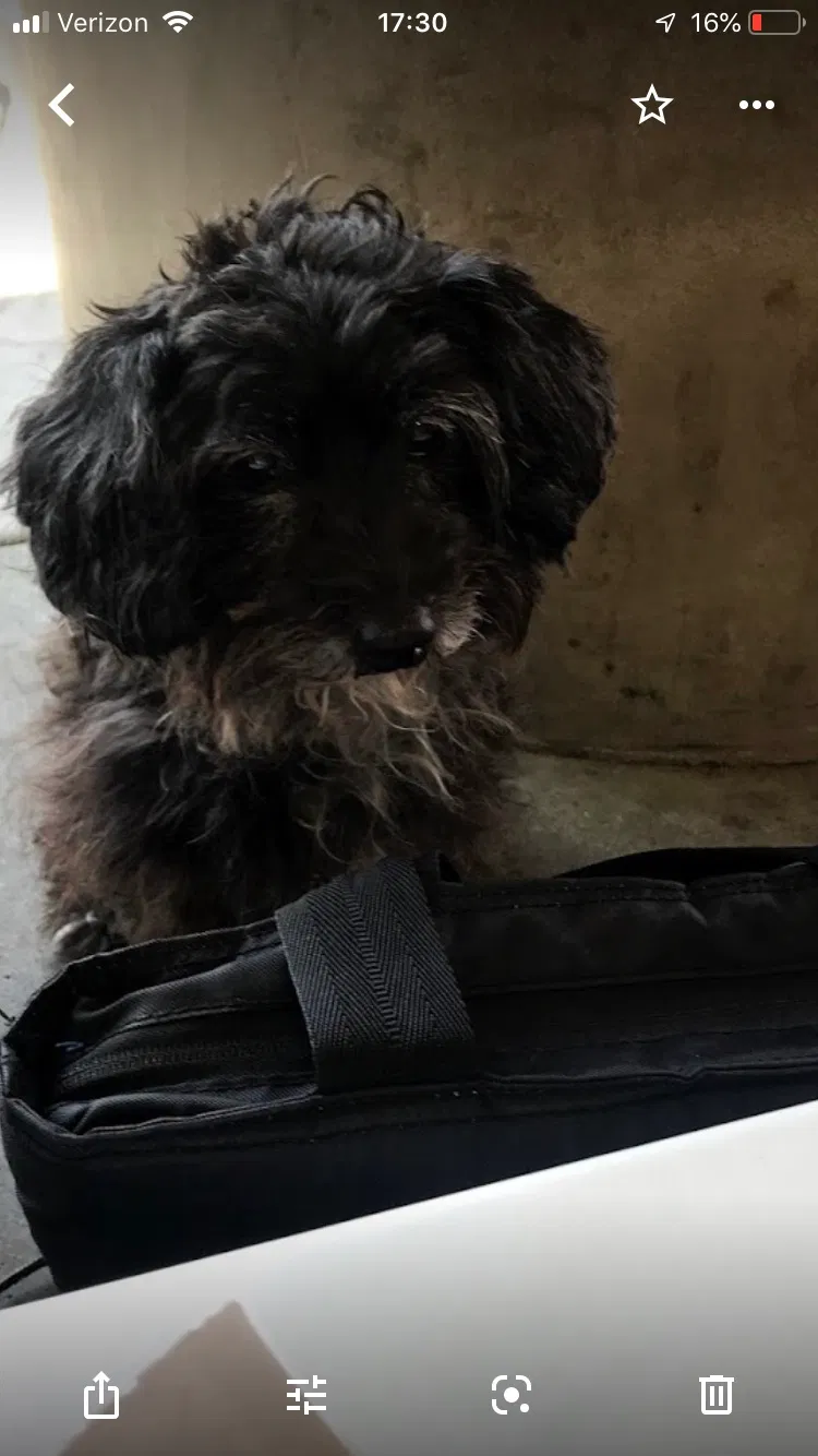 Lost dog in Colton, CA, 92324