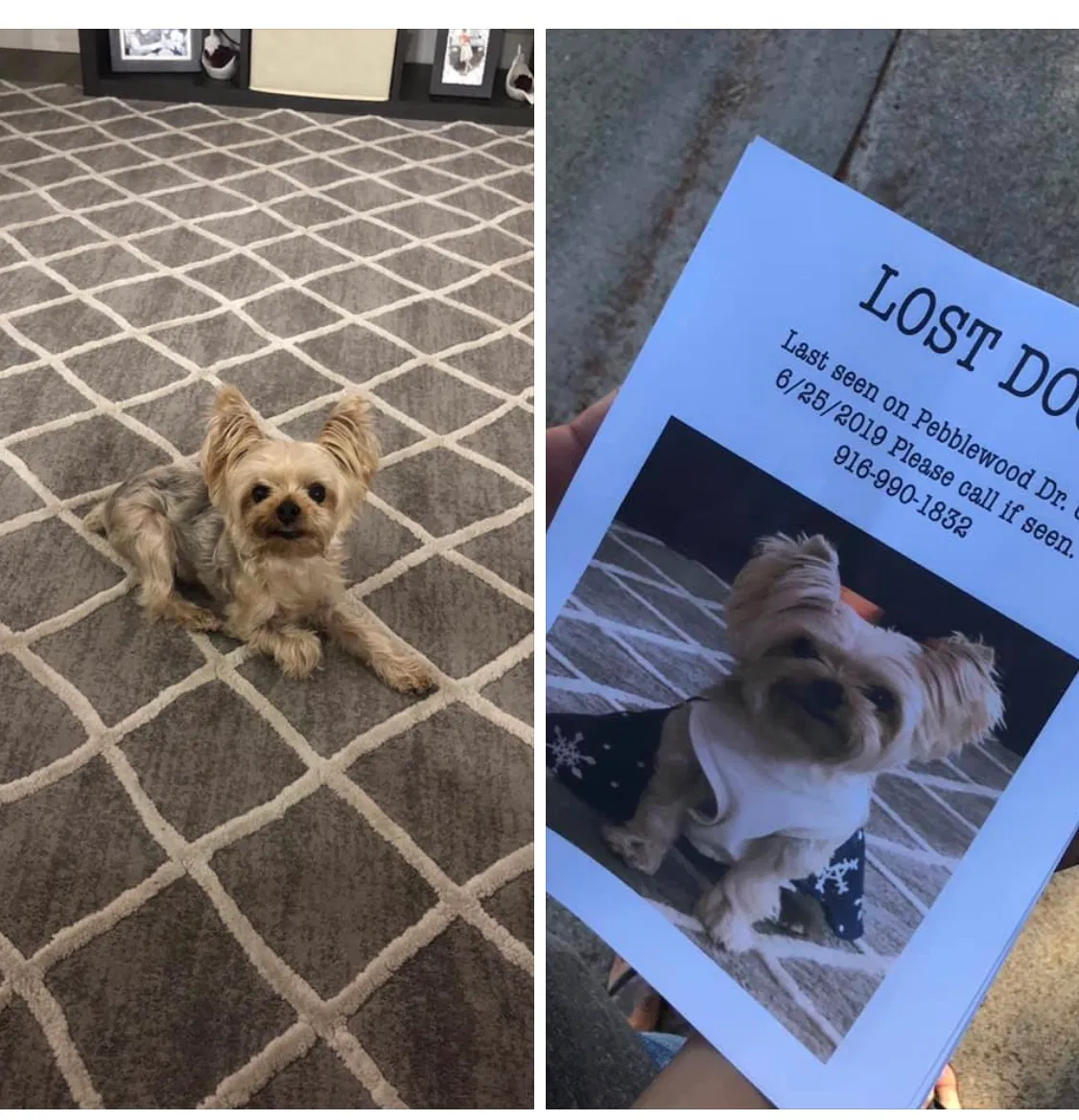 Lost dog in Sacramento, CA, 95833