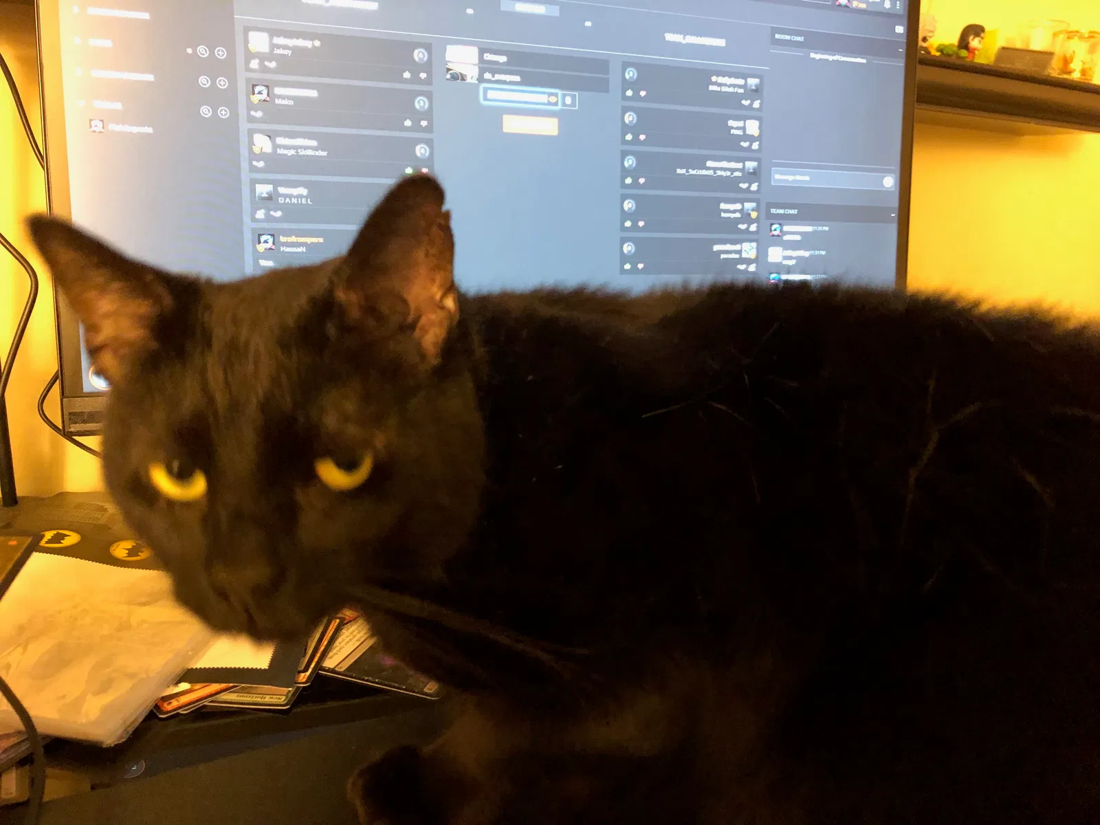 Lost cat in Springfield, MA, 1104