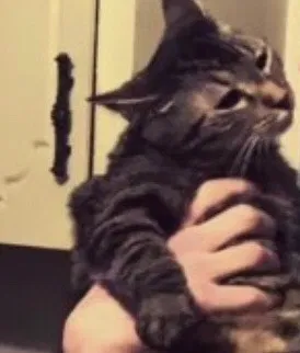 Lost cat in Boiling Springs, SC, 29316
