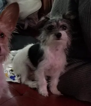 Lost dog in Sacramento, CA, 95815