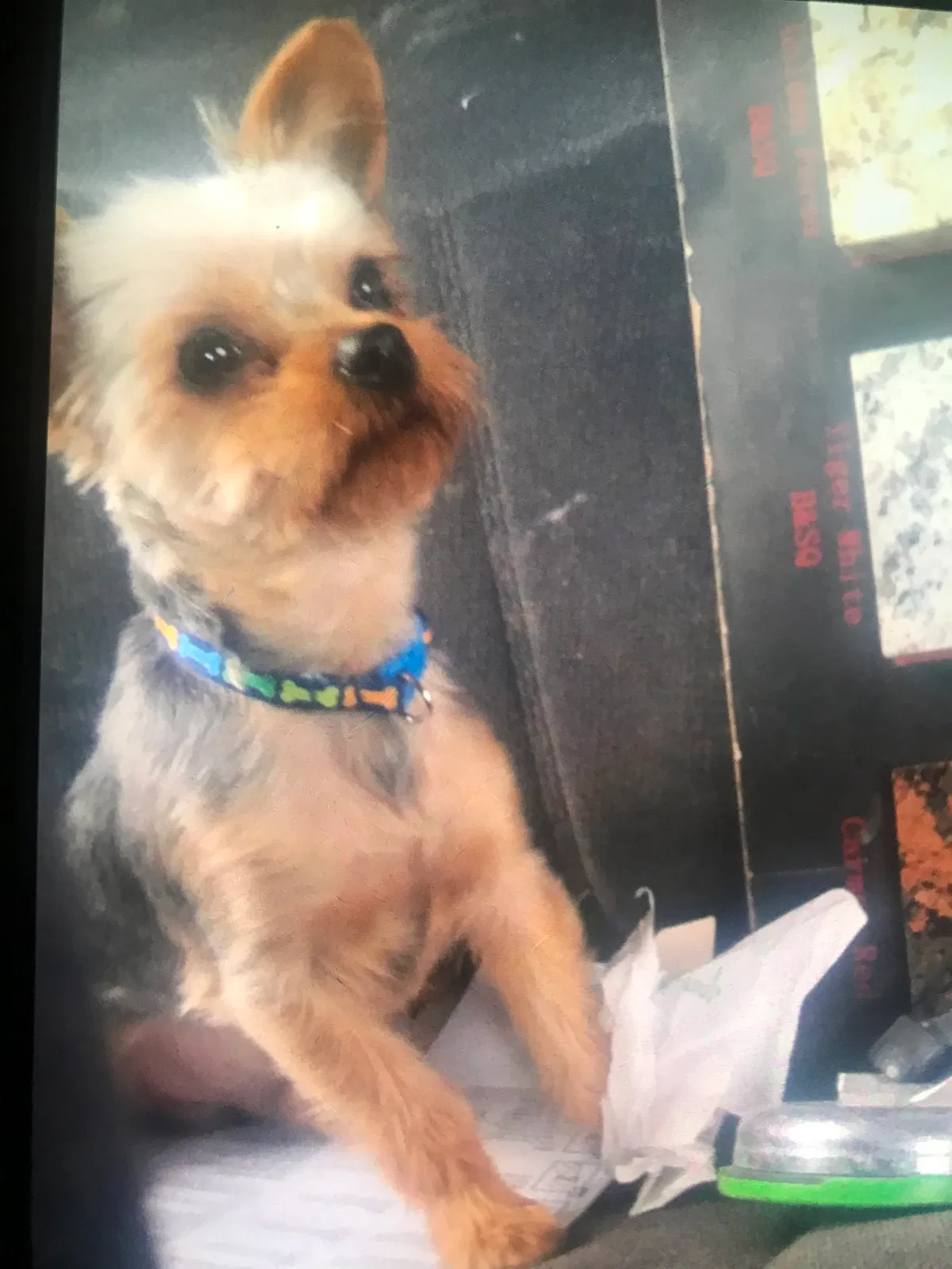 Lost dog in Adelanto, CA, 92301