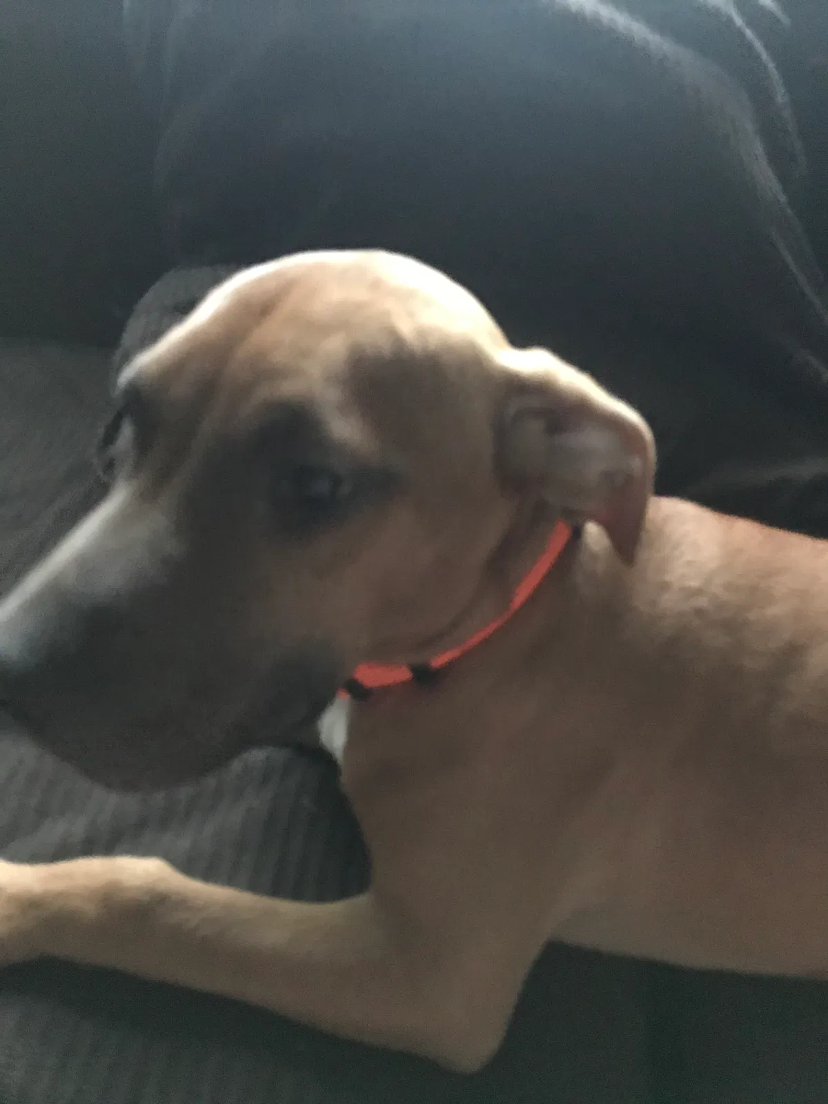 Lost dog in Spotsylvania, VA, 22553