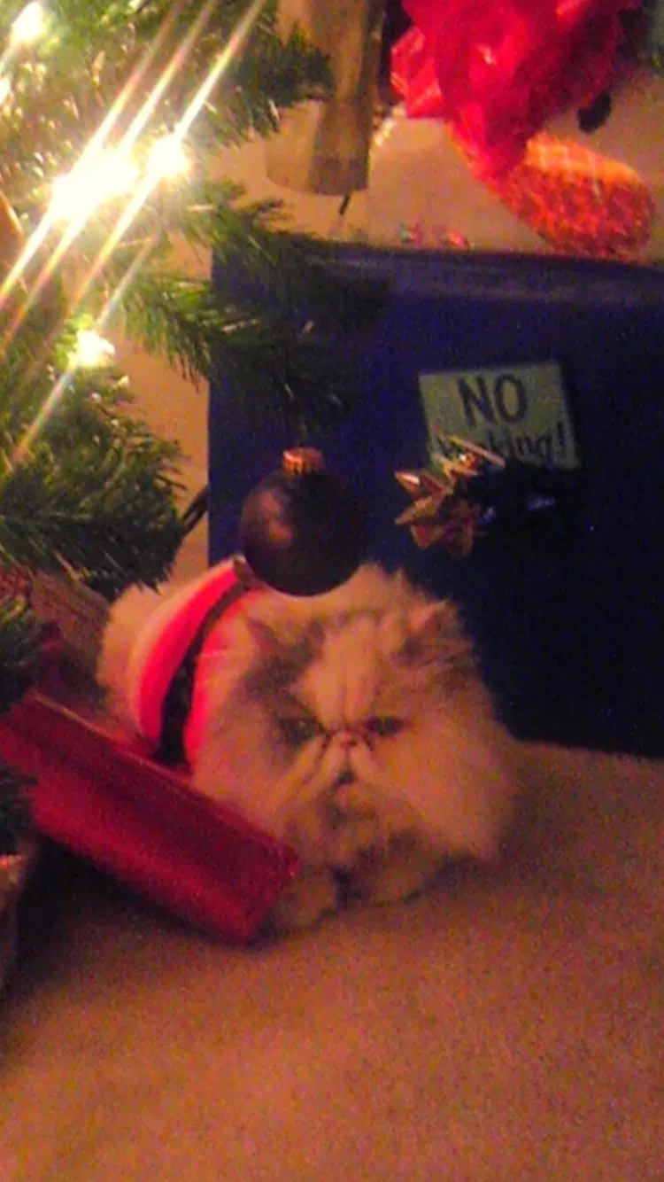 Lost cat in Charlotte, NC, 28214