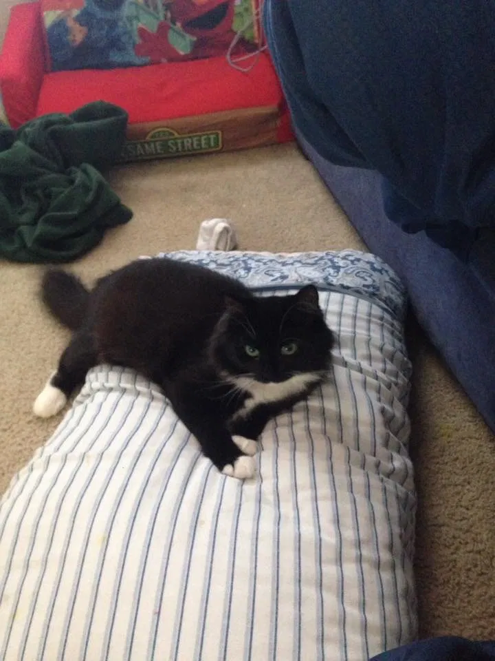 Lost cat in Pittsburg, CA, 94565
