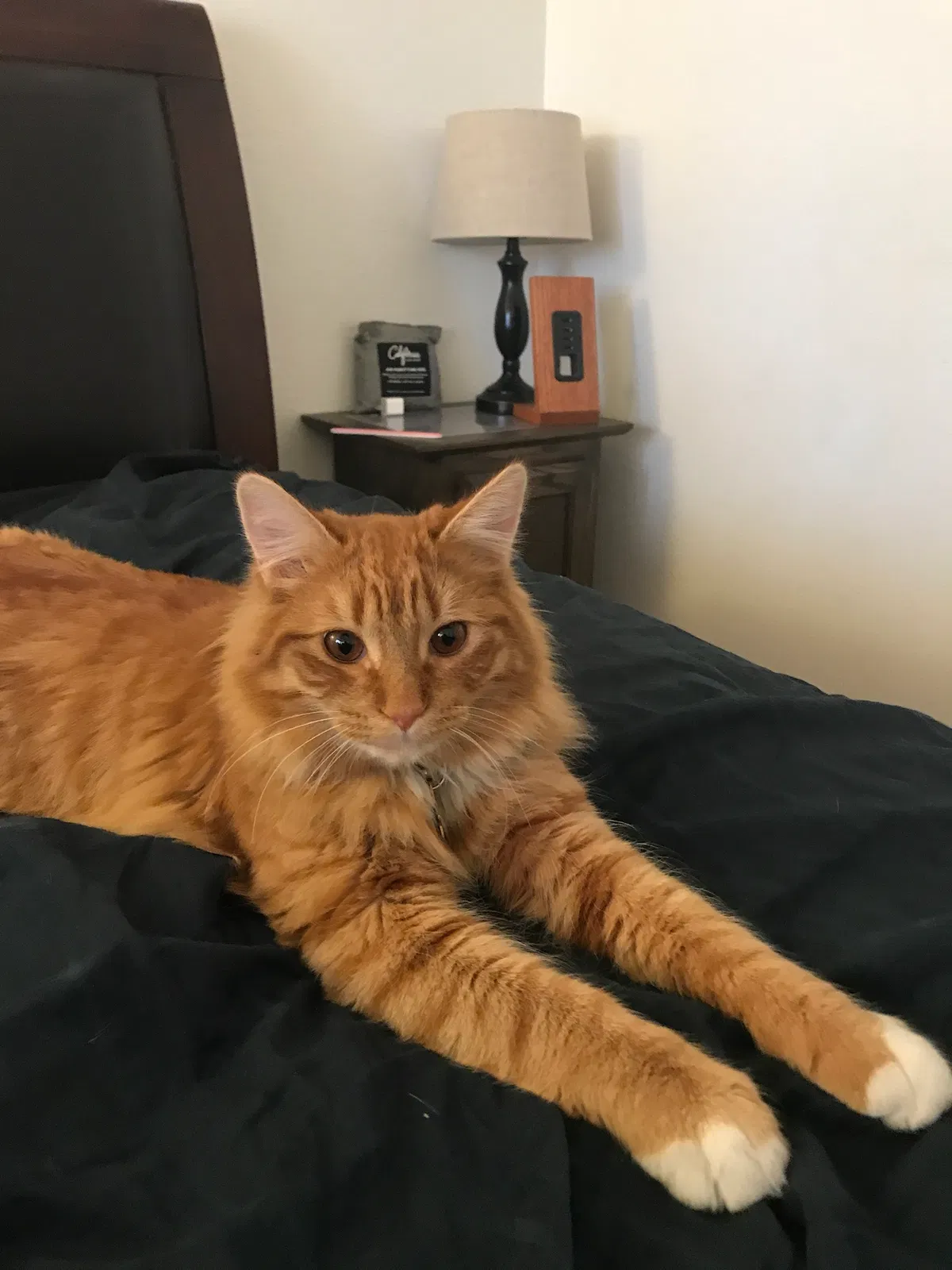 Lost cat in Fontana, CA, 92337