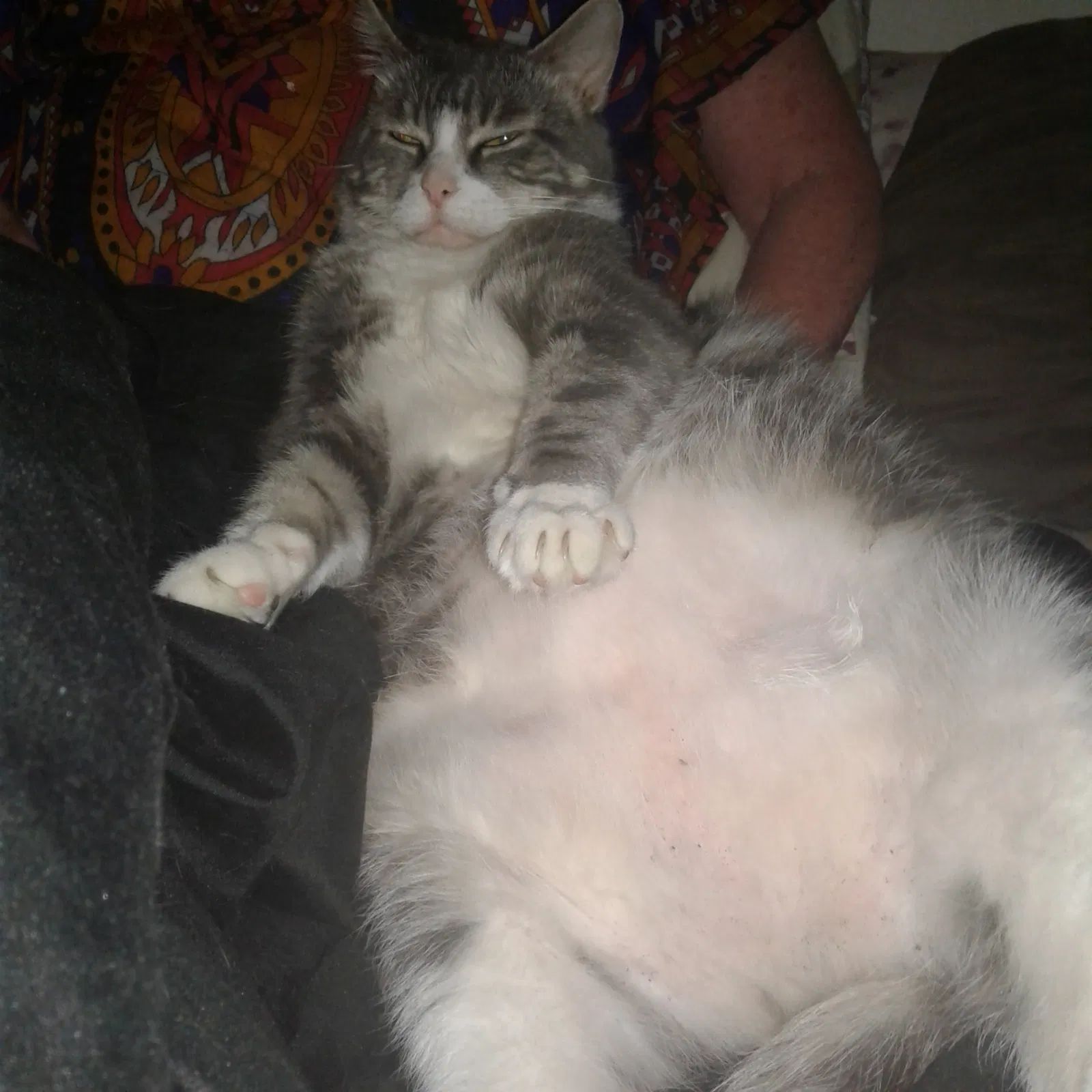 Lost cat in Lake Forest, CA, 92630