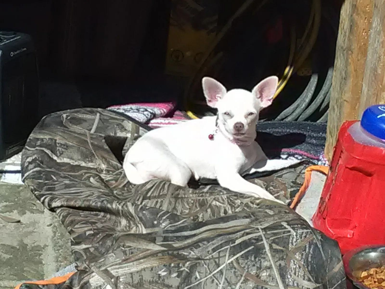 Lost dog in Cantonment, FL, 32533