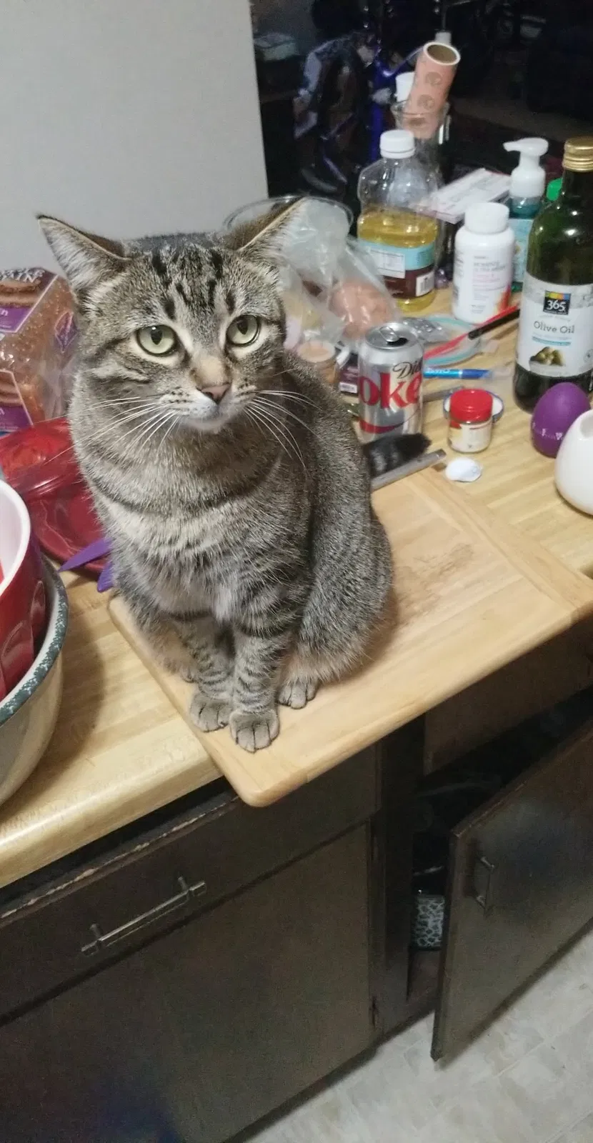 Lost cat in Lansing, MI, 48906