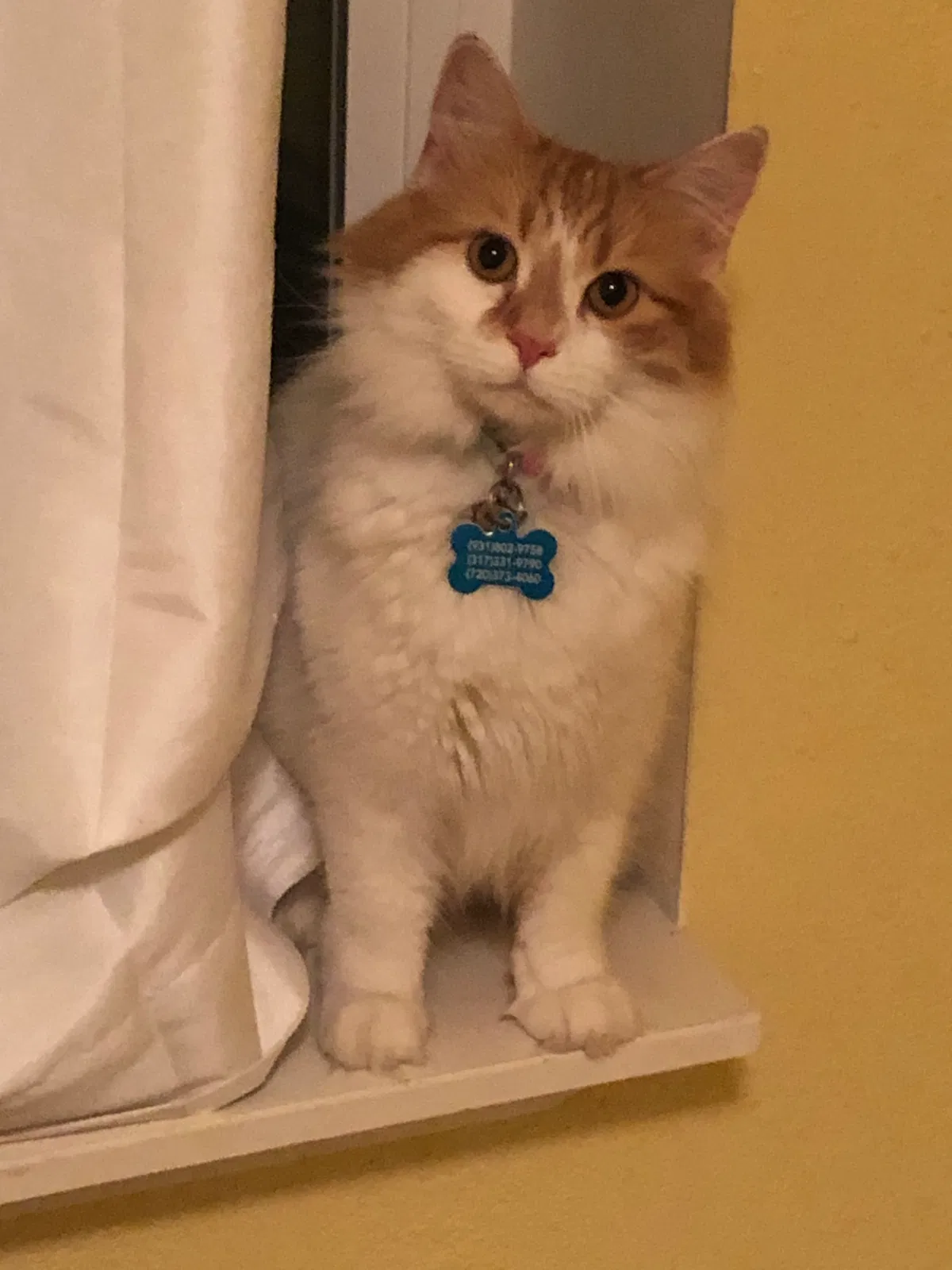 Lost cat in Colorado Springs, CO, 80911