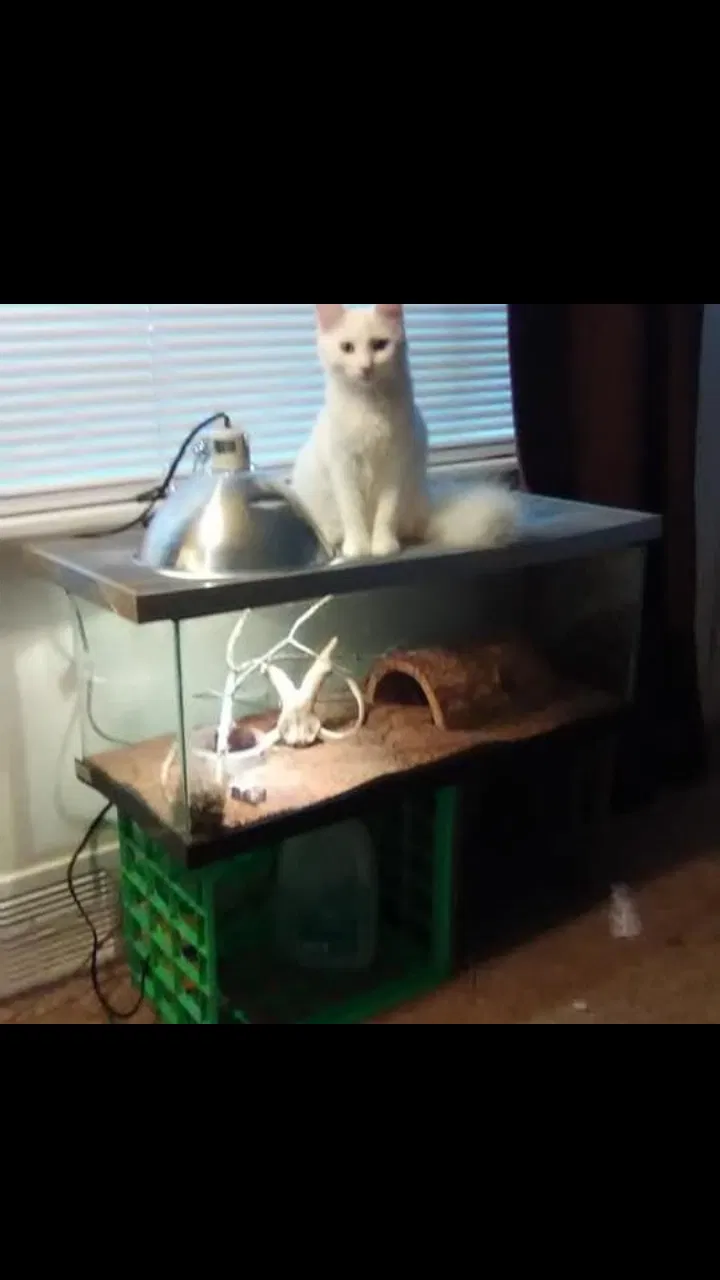 Lost cat in Richland, MI, 49083
