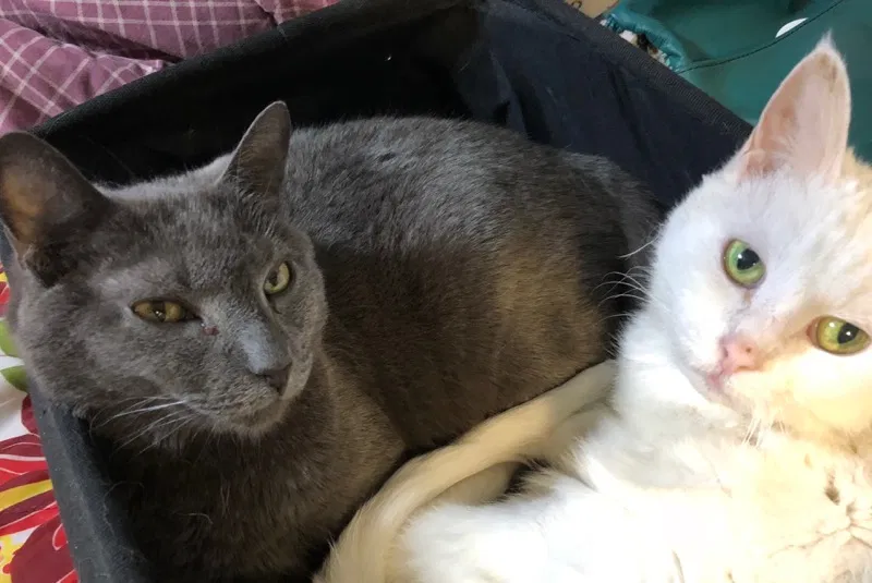 Lost cat in Greensboro, NC, 27455