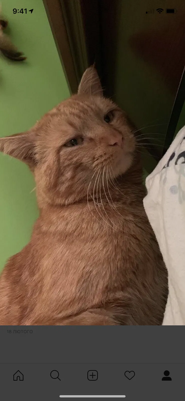 Lost cat in Philadelphia, PA, 19116