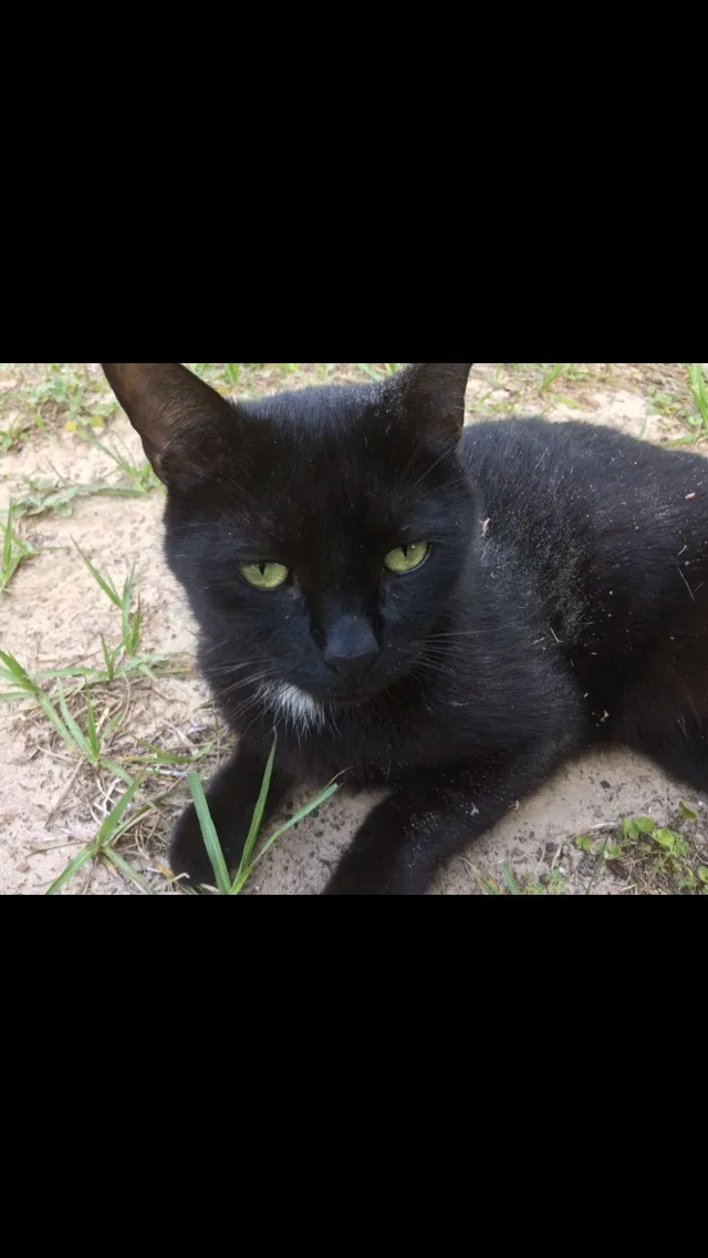 Lost cat in Inverness, FL, 34450