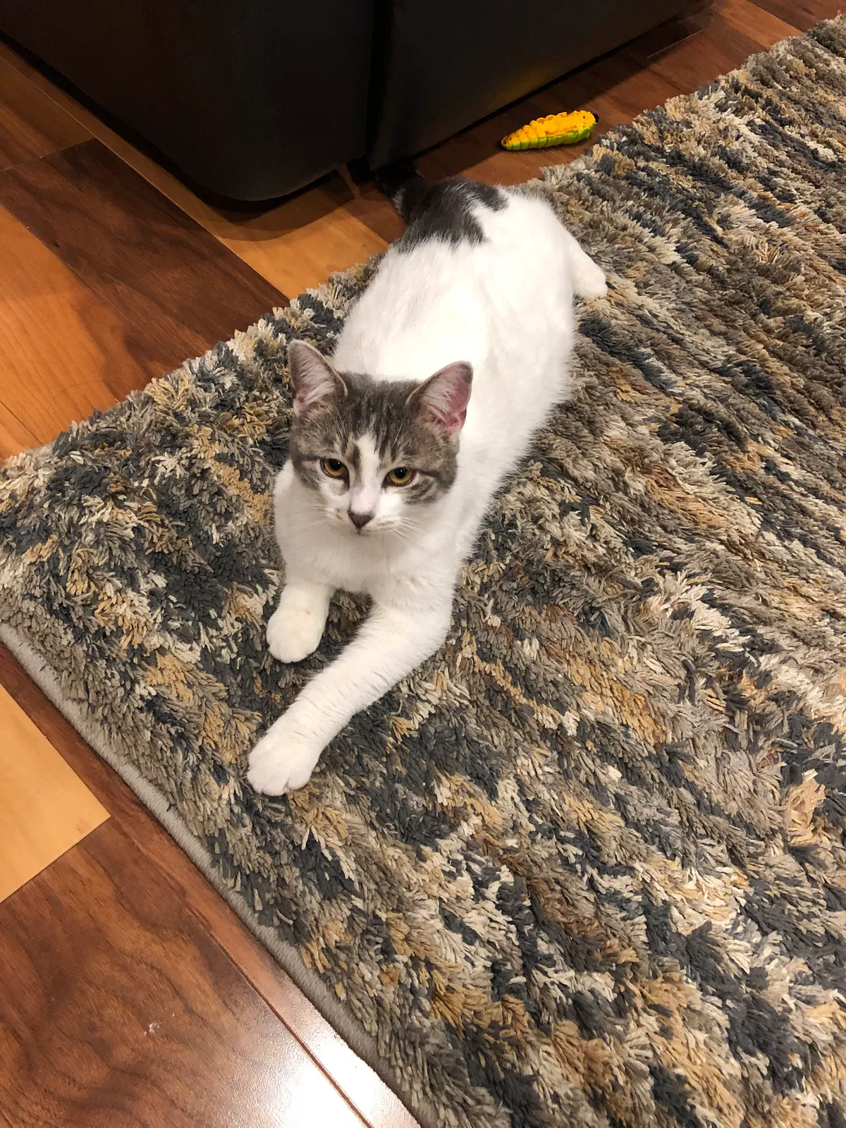 Lost cat in Elmwood Park, NJ, 7407