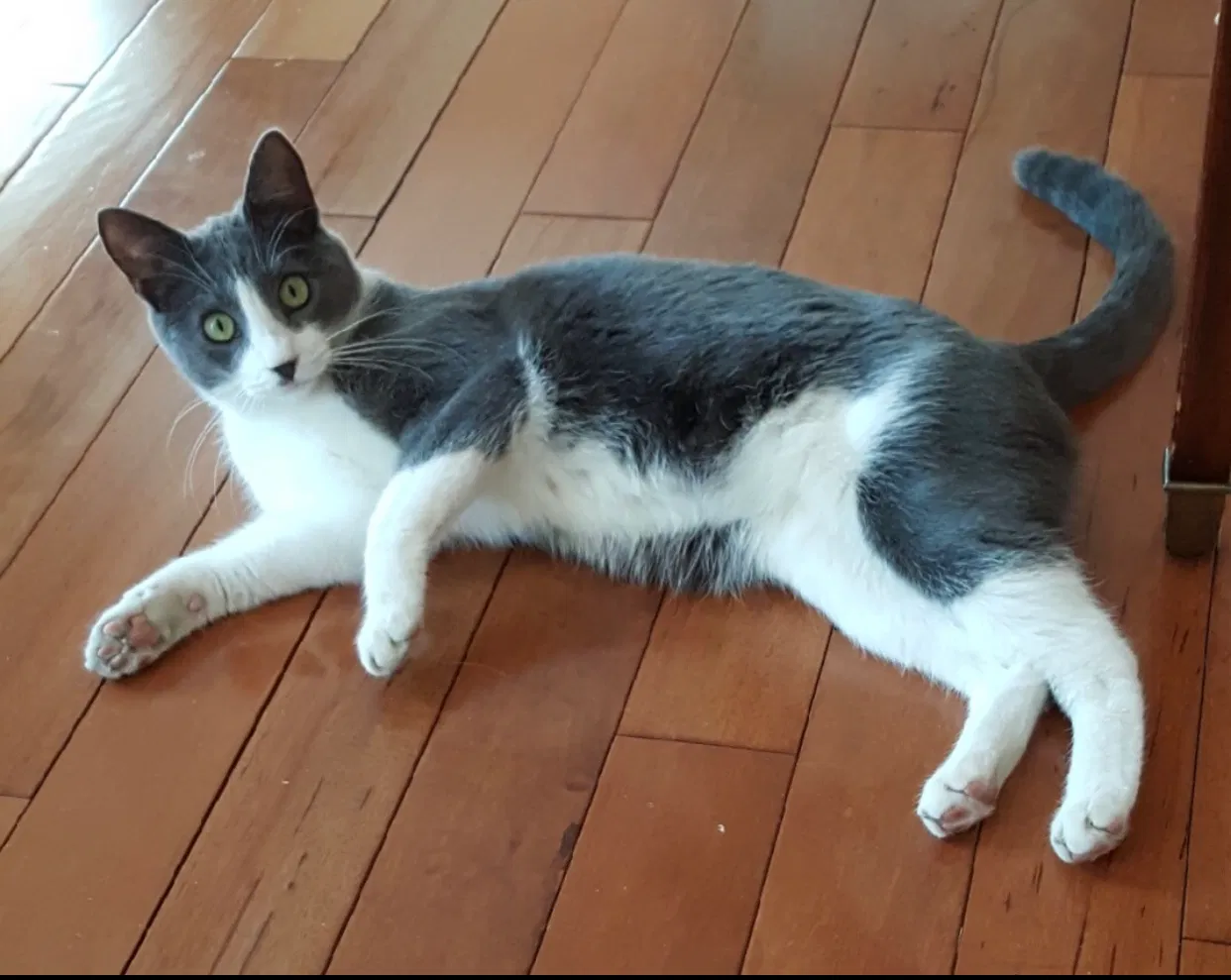 Lost cat in Mechanicsburg, PA, 17055