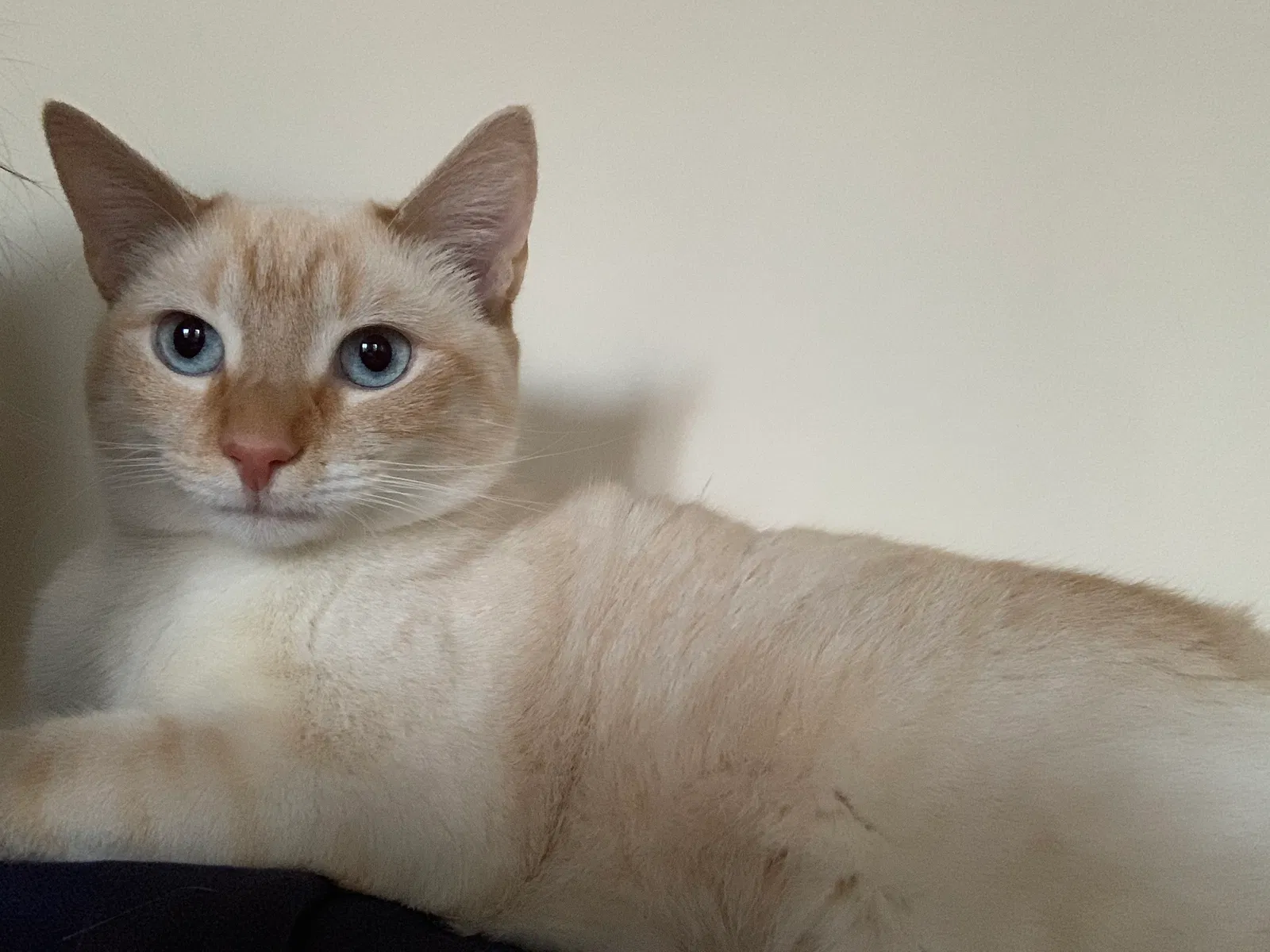 Lost cat in East Sandwich, MA, 2537
