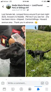 Lost dog in Billings, MT, 59102