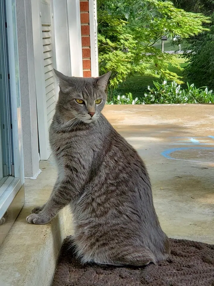 Lost cat in Nashville, TN, 37211