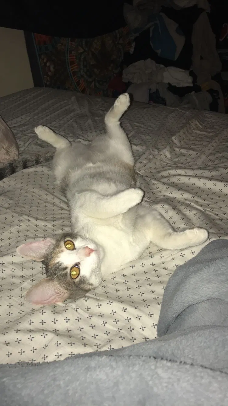 Lost cat in Tempe, AZ, 85283