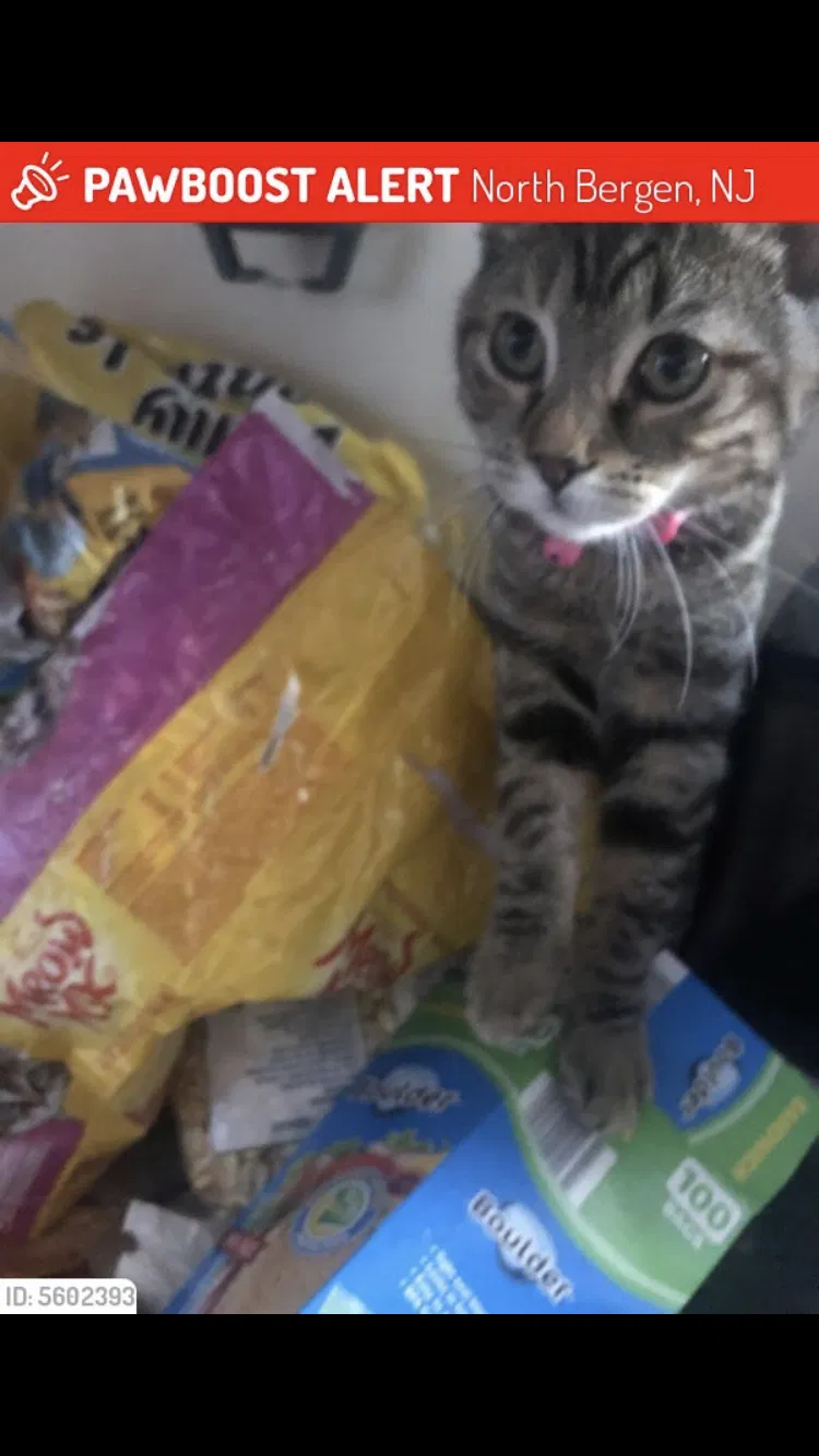 Lost cat in North Bergen, NJ, 7047