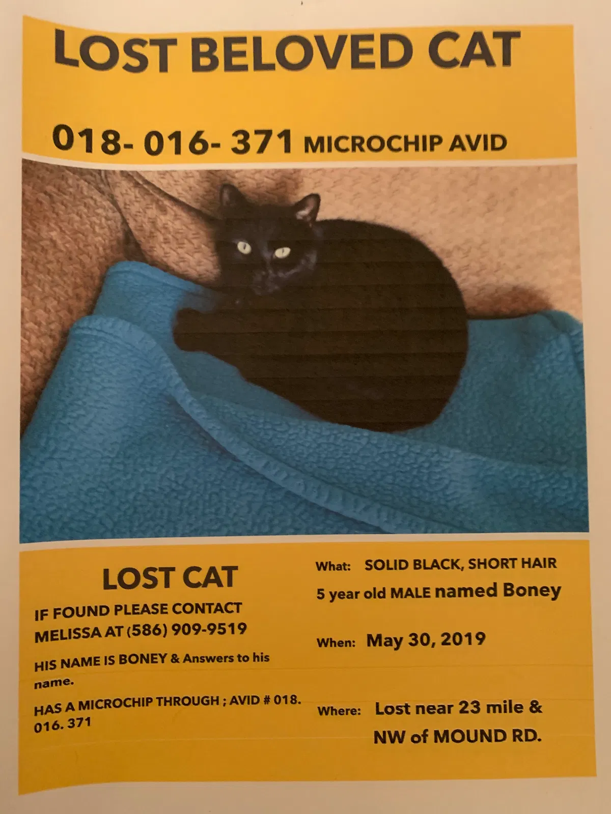 Lost cat in Utica, MI, 48316