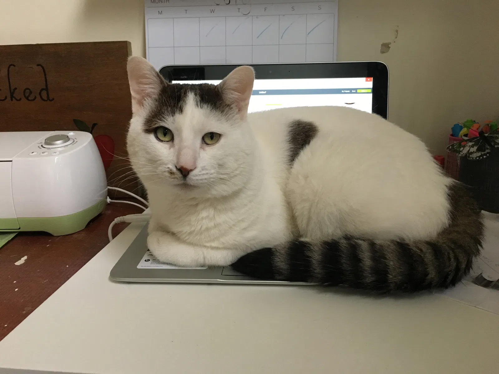 Lost cat in South Elgin, IL, 60177