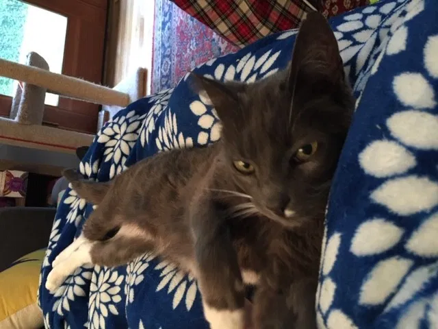 Lost cat in Seattle, WA, 98155