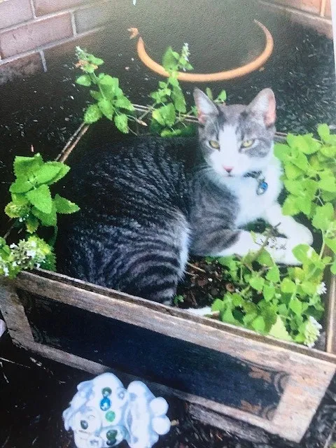 Lost cat in York, PA, 17402