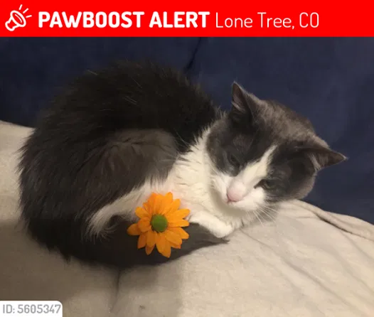 Lost cat in Lone Tree, CO, 80124