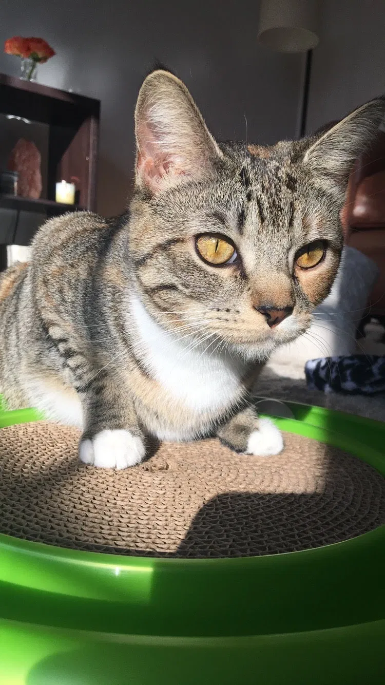Lost cat in Ooltewah, TN, 37363