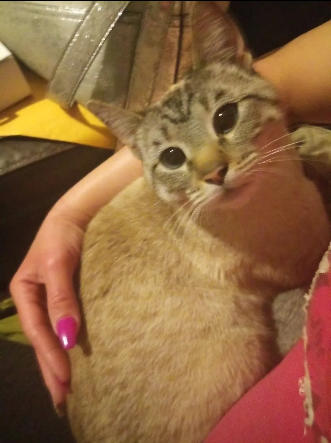 Lost cat in Lubbock, TX, 79413