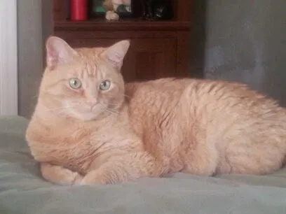 Lost cat in Little Rock, AR, 72223