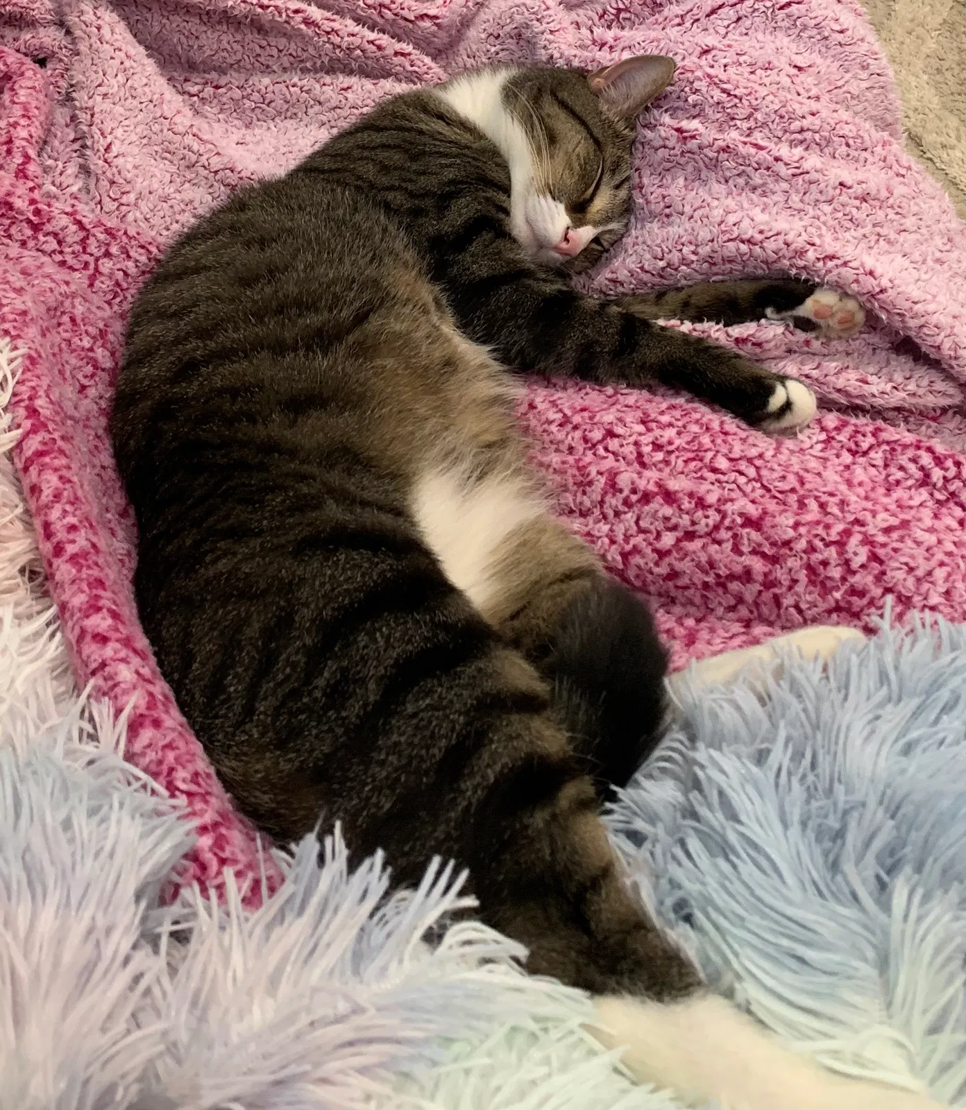 Lost cat in York, PA, 17403