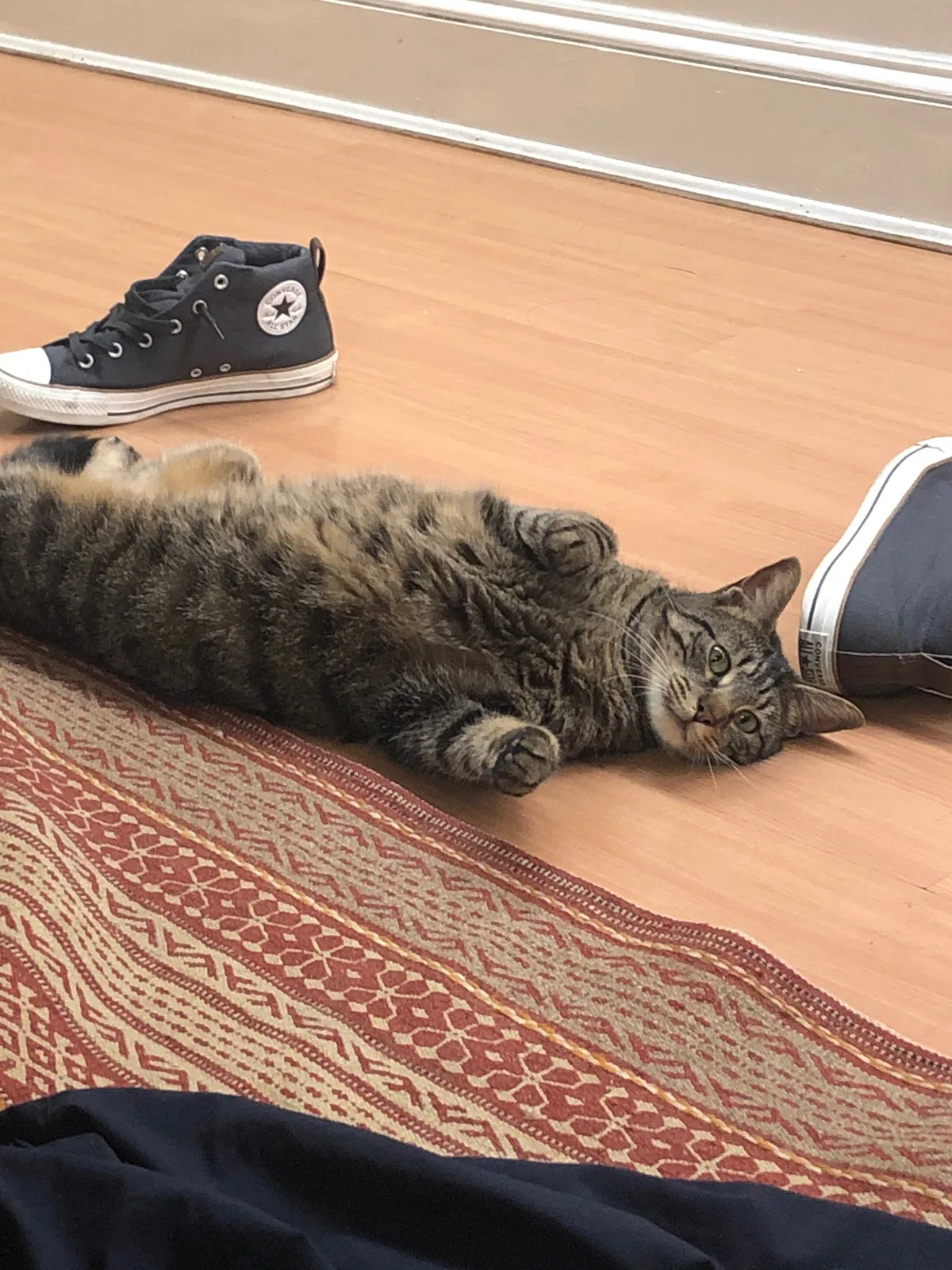 Lost cat in Baltimore, MD, 21231