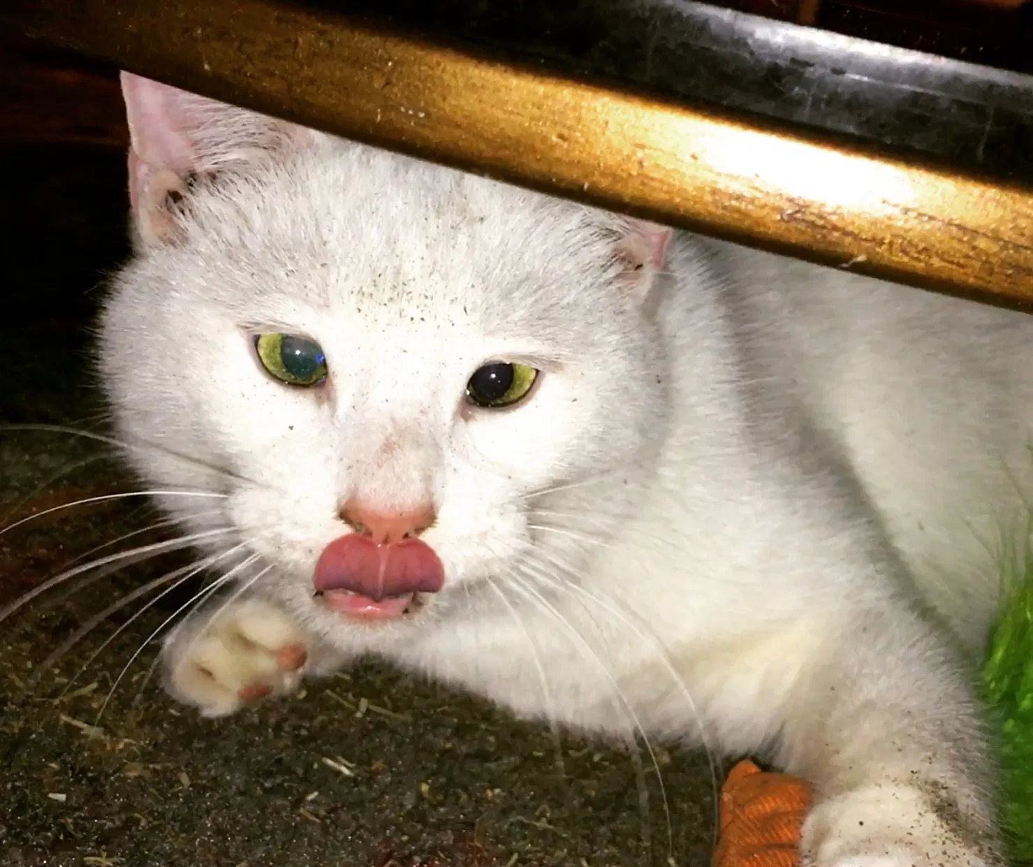 Lost cat in Plano, TX, 75074