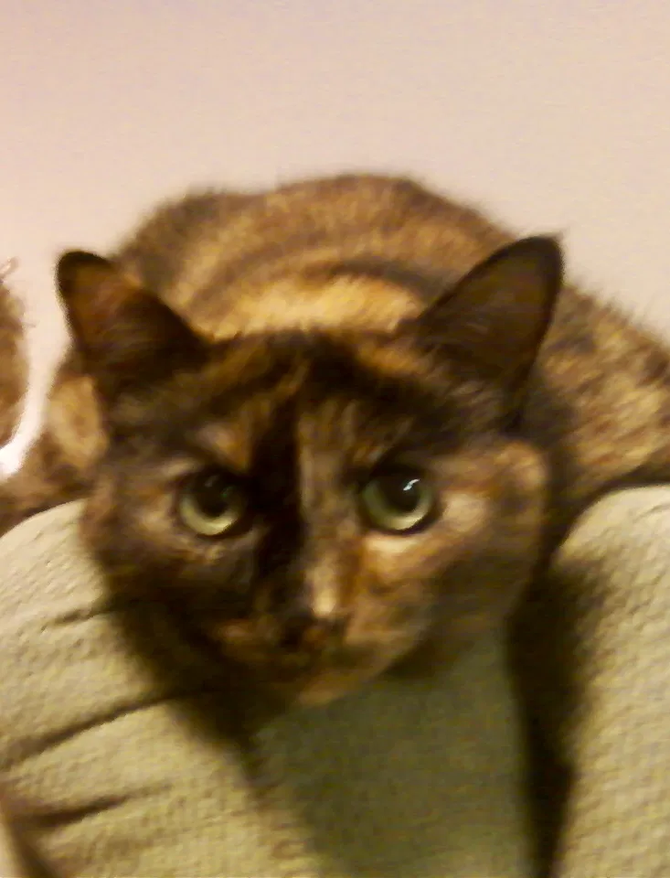 Lost cat in Holt, MI, 48842