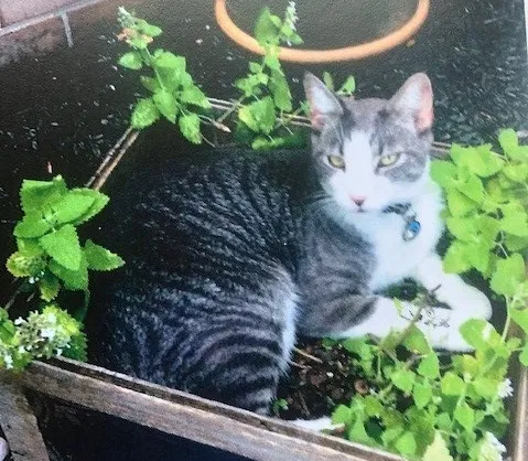 Lost cat in York, PA, 17402