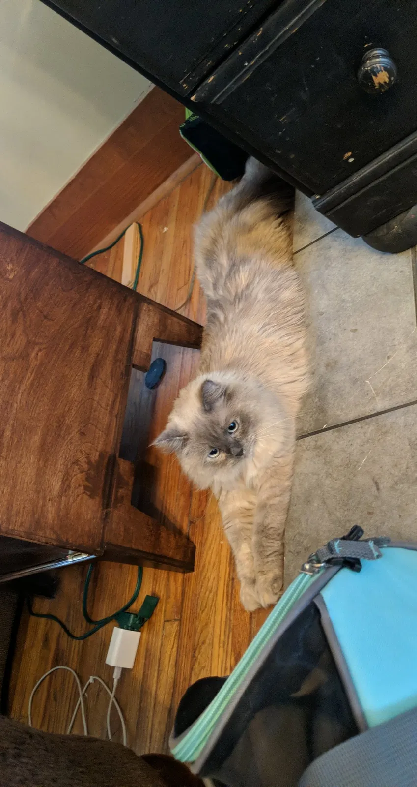 Lost cat in Vista, CA, 92081