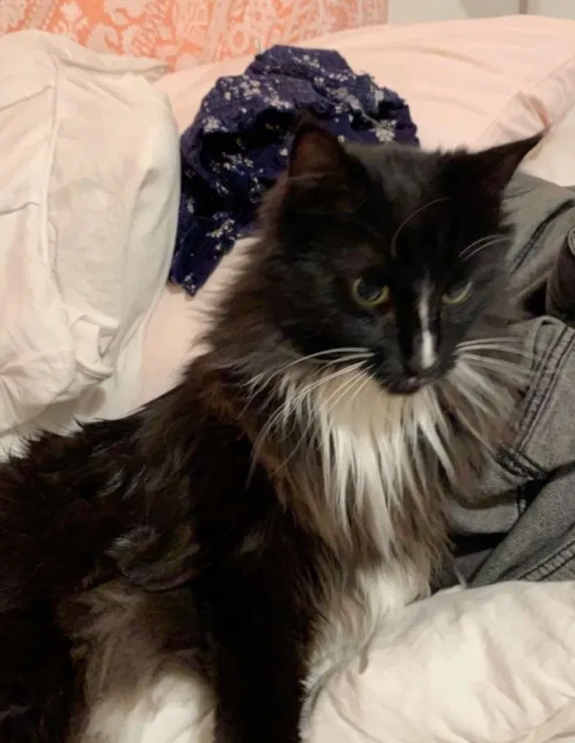 Lost cat in Everett, WA, 98203