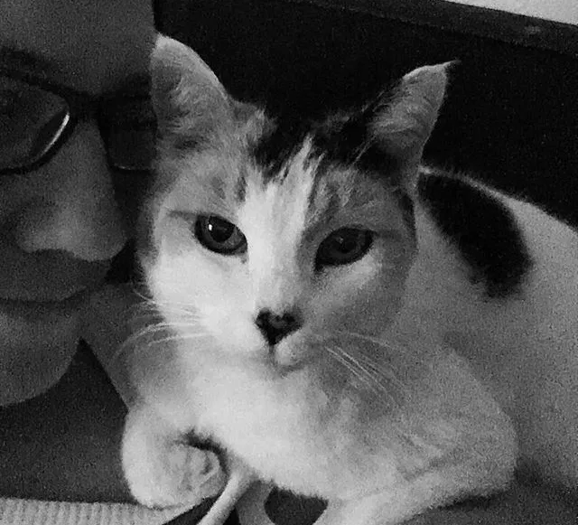 Lost cat in El Cajon, CA, 92019