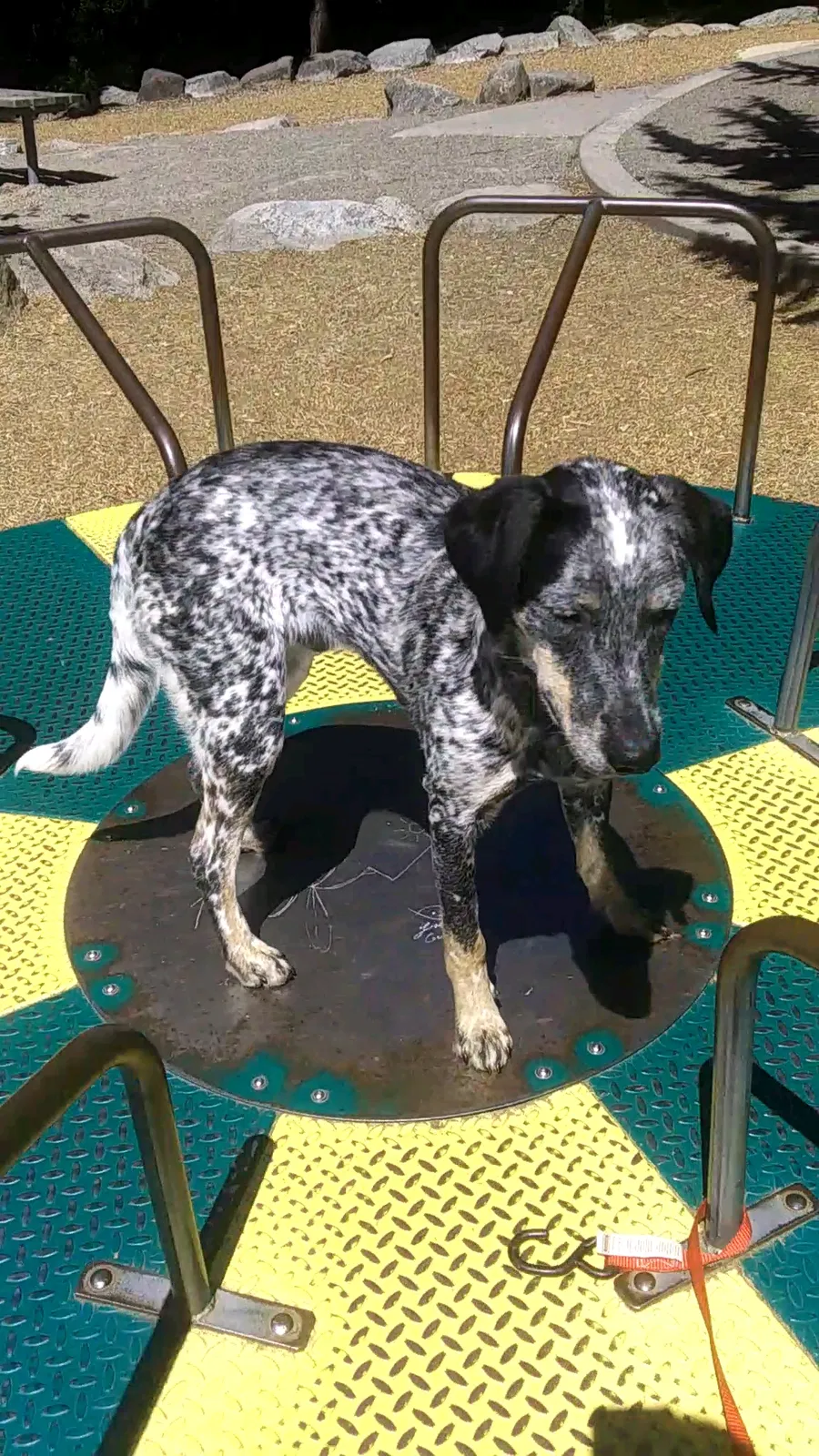 Lost dog in Milwaukee, WI, 53210