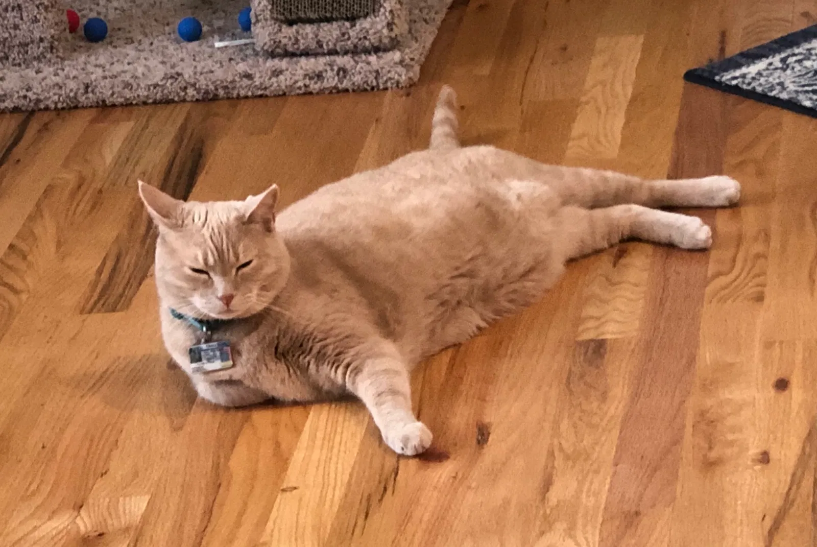 Lost cat in Central Point, OR, 97502