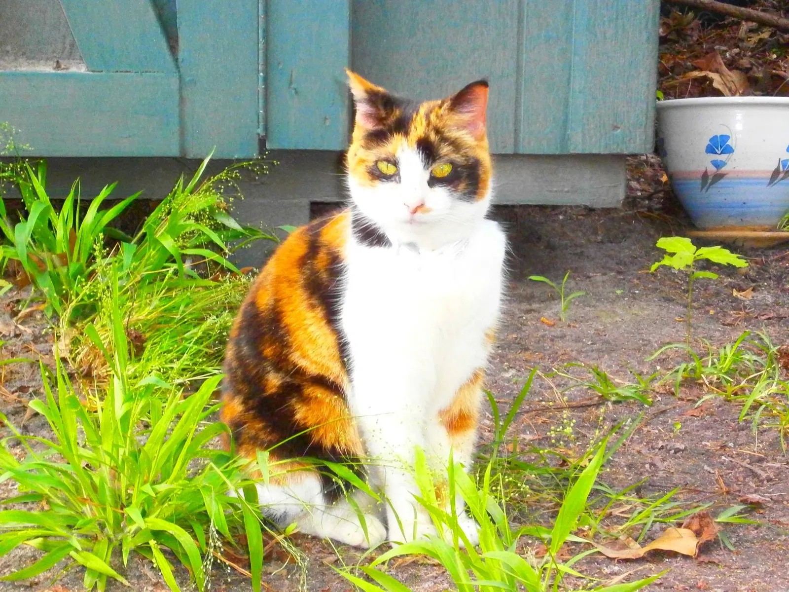 Lost cat in Charleston, SC, 29414